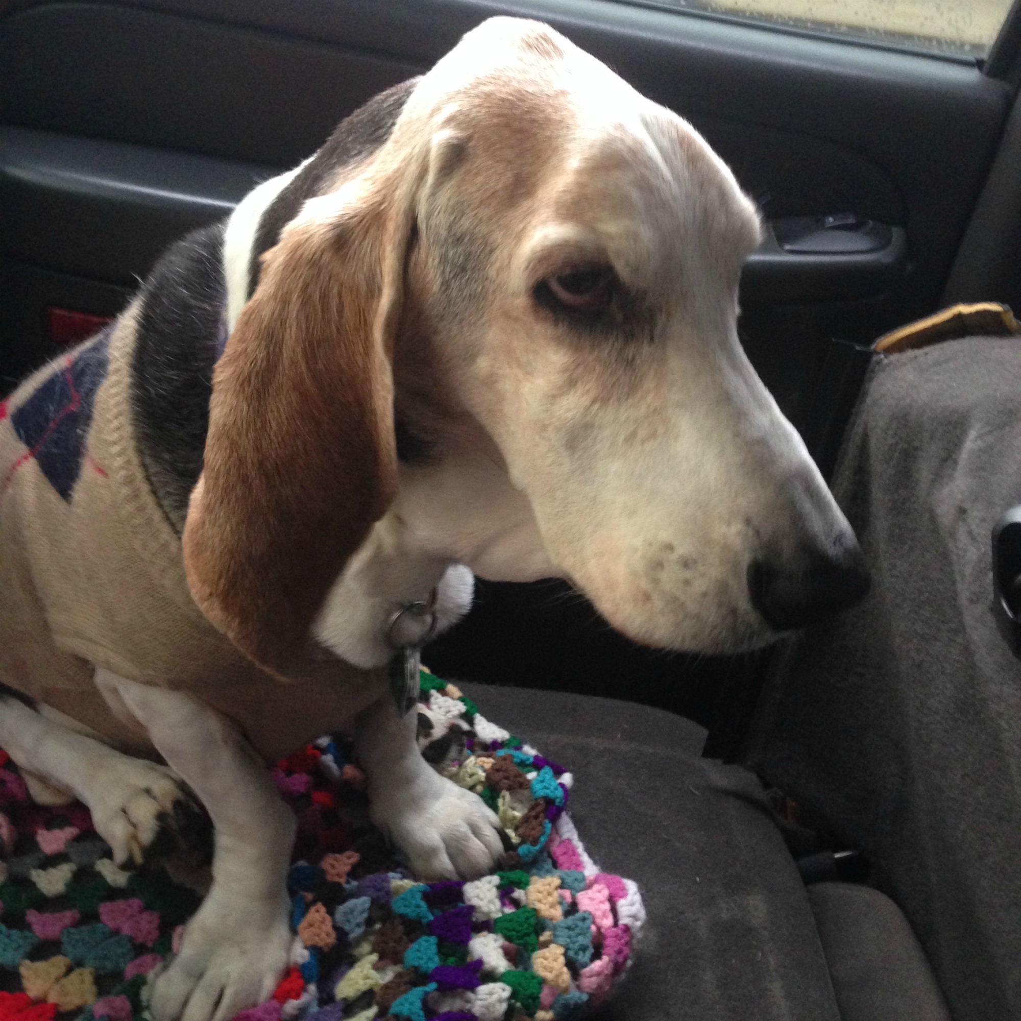 Why do basset hounds smell bad?